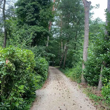 Comfortabel Boshuisje In De Oisterwijkse Bossen * Oisterwijk