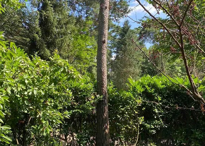 Comfortabel Boshuisje In De Oisterwijkse Bossen Chalet