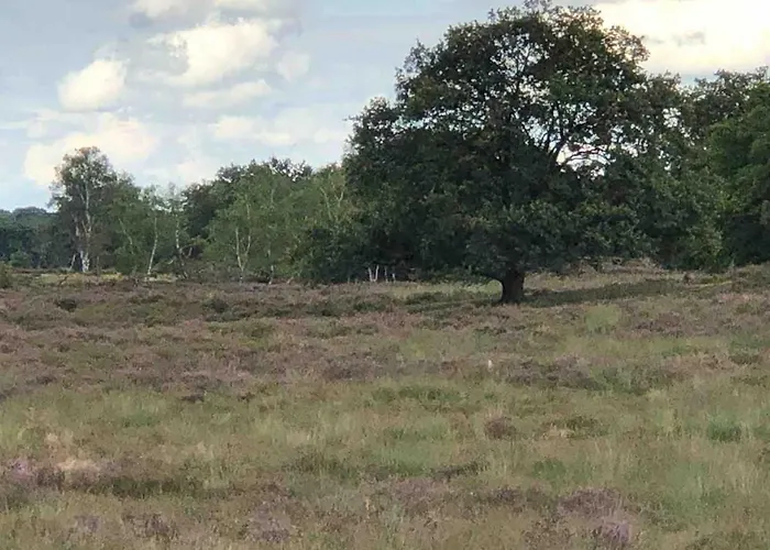 Chalet Comfortabel Boshuisje In De Oisterwijkse Bossen