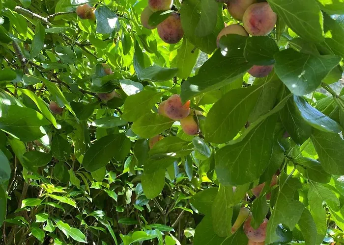Comfortabel Boshuisje In De Oisterwijkse Bossen Chalet Oisterwijk