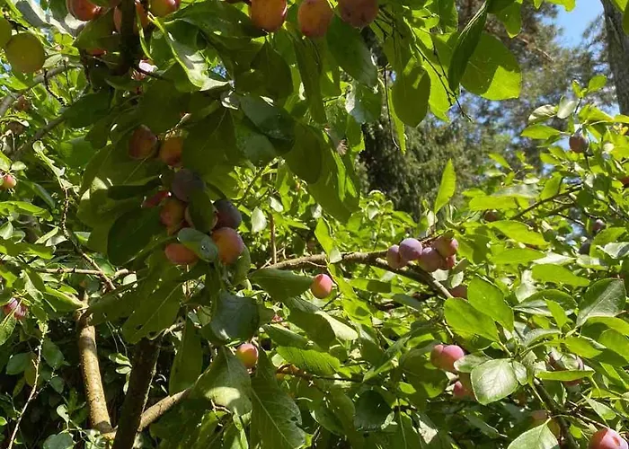 Chalet Comfortabel Boshuisje In De Oisterwijkse Bossen Oisterwijk