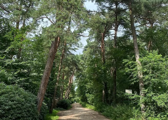 Comfortabel Boshuisje In De Oisterwijkse Bossen * Oisterwijk