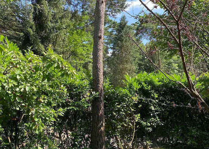 Chalet Comfortabel Boshuisje In De Oisterwijkse Bossen Oisterwijk