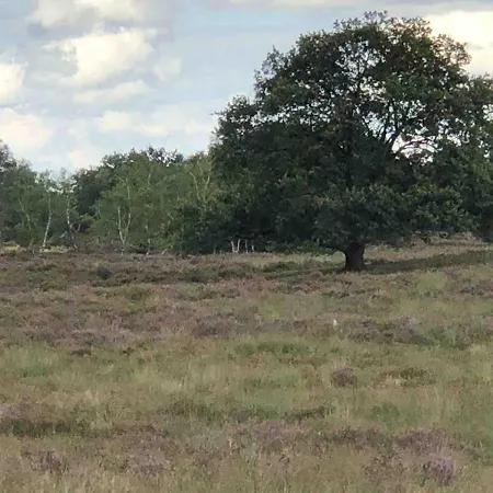 Domek alpejski Comfortabel Boshuisje In De Oisterwijkse Bossen